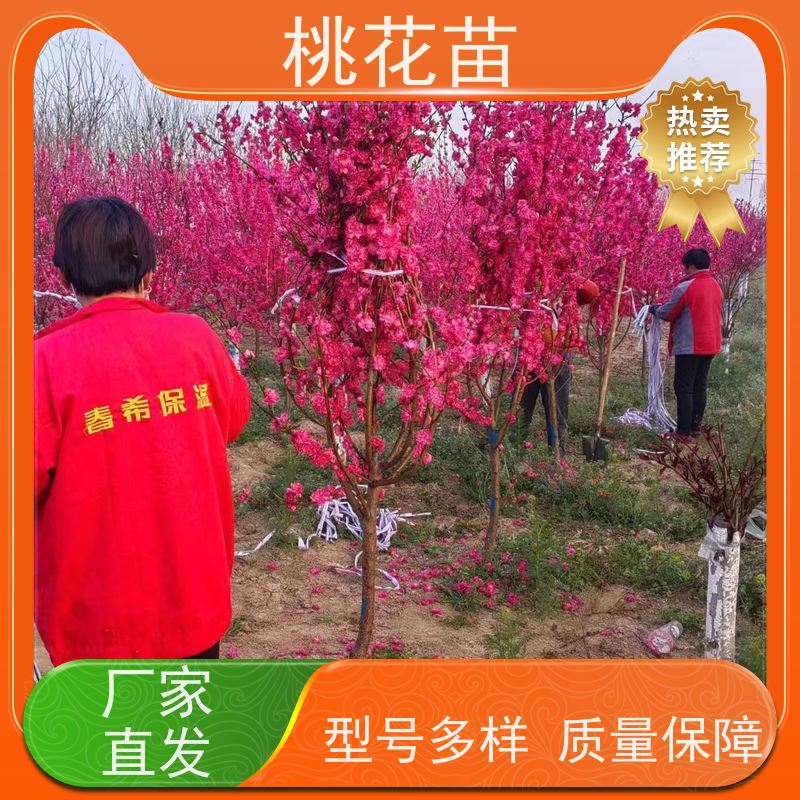 春丰苗木 7公分 提供种植技术经验 风景桃花苗 基地供应