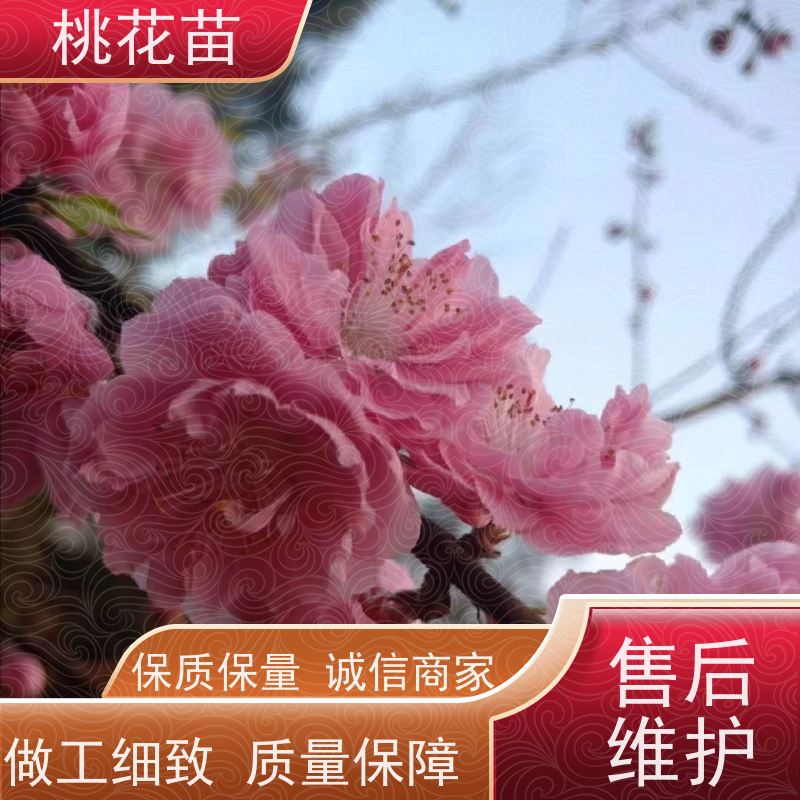春丰苗木 植株健壮 树形优美 成活率高 观赏桃树批发价格