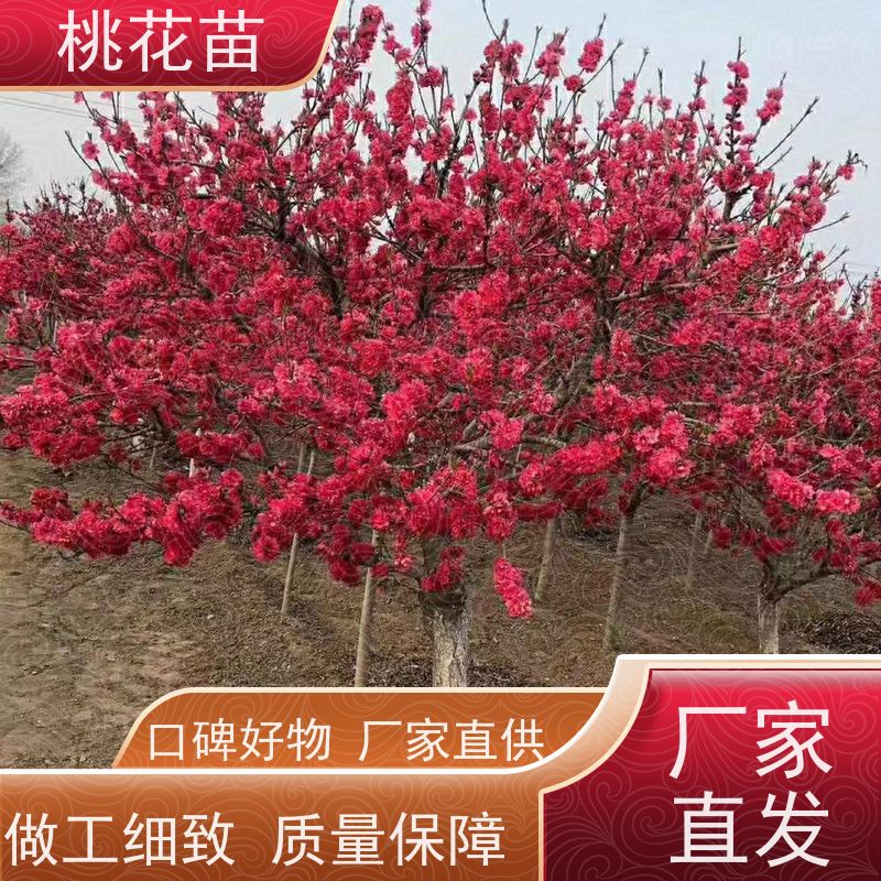春丰苗木 寿星桃树苗 适应能力强 基地直供 7公分