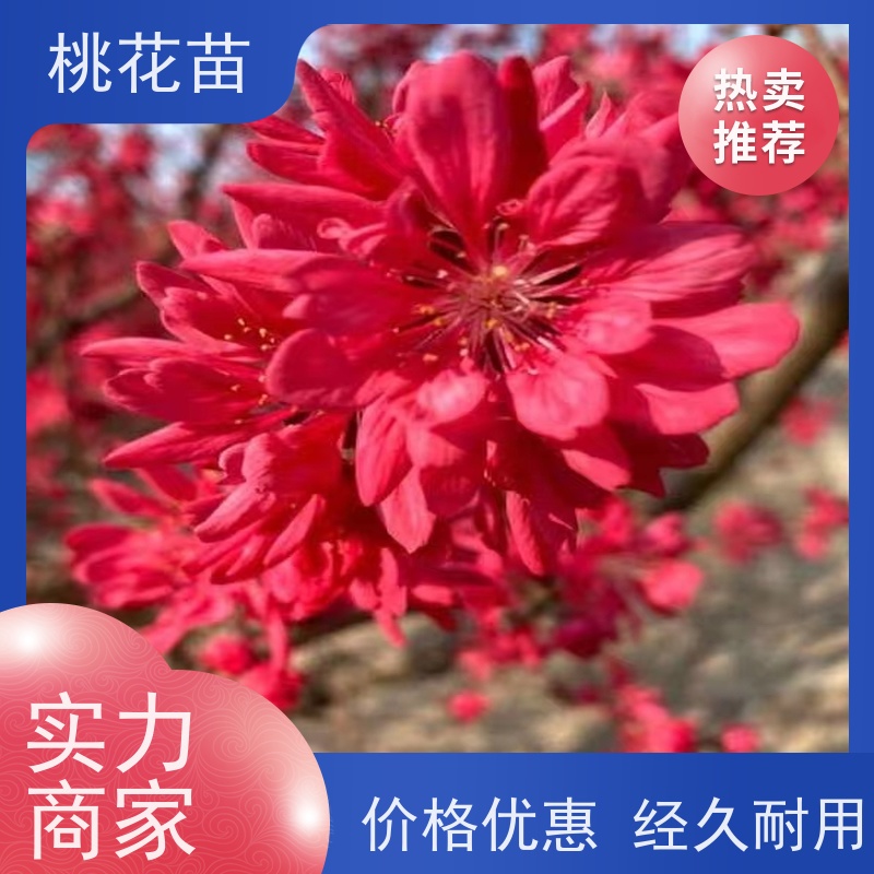 春丰苗木 寿星桃树苗 适应能力强 品种多样 7公分