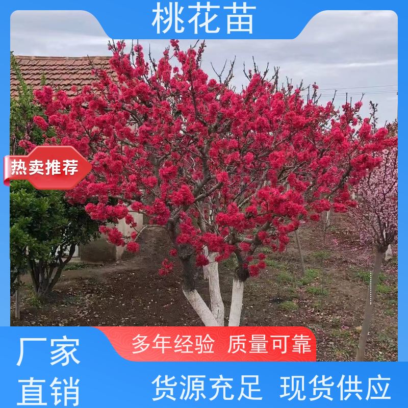 春丰苗木 基地自销 适应能力强 7公分 景观桃花树苗