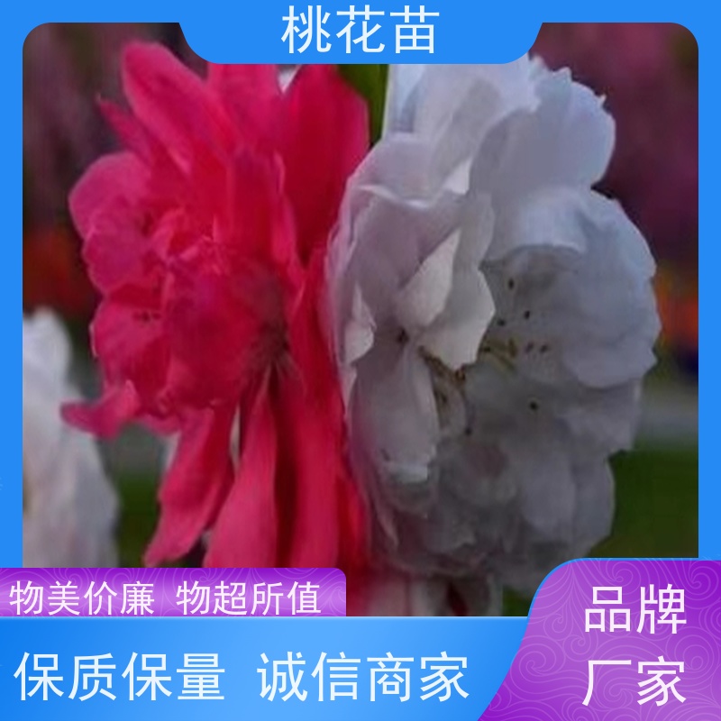 春丰苗木 2公分 景观桃花苗 嫁接新品种 基地供应
