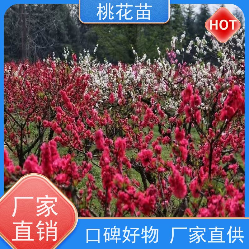 春丰苗木 8公分 树形优美 成活率高 根系发达 观赏桃树苗