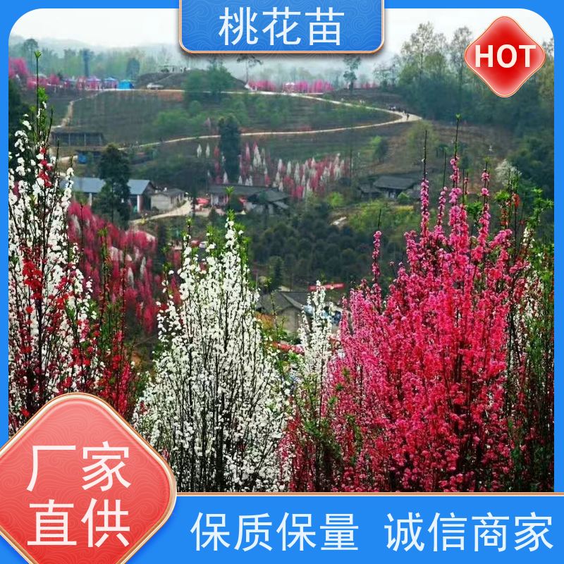 春丰苗木 规格齐全 2公分 欣赏桃花树 树形优美 成活率高