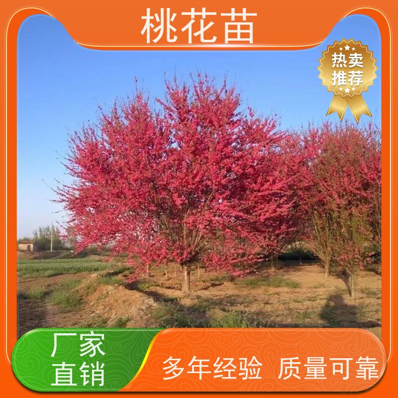 春丰苗木 欣赏桃花树 适应能力强 规格齐全 7公分