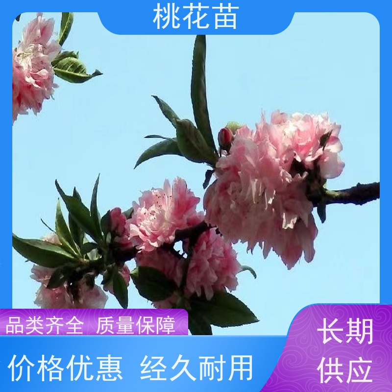 春丰苗木 品种优良 桃花苗批发2元 提供种植技术经验 观赏桃树