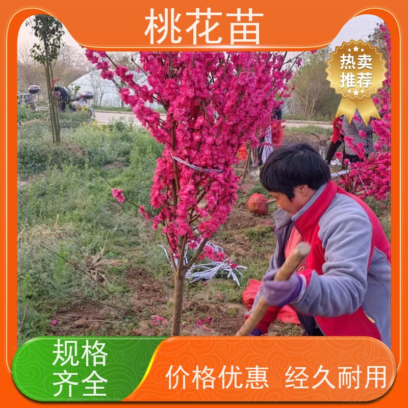 春丰苗木 树形优美 成活率高 基地自销 观赏桃花苗子 8公分