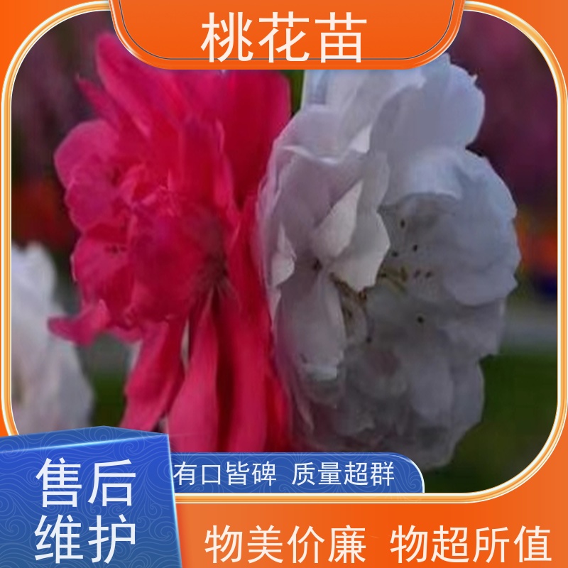春丰苗木 提供种植技术经验 8公分 花桃 树形优美 成活率高