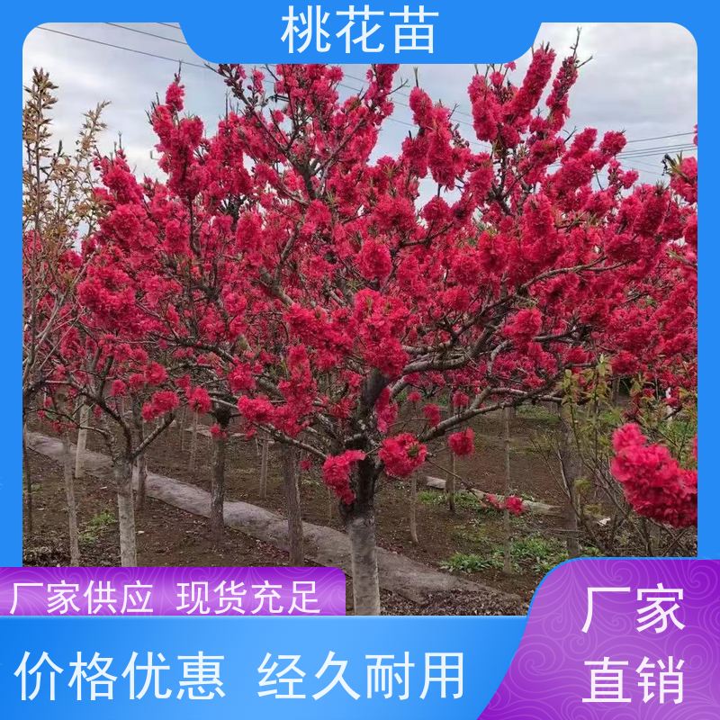 春丰苗木 花桃 树形优美 成活率高 现挖现发 2公分