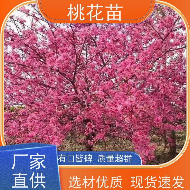 春丰苗木 根系发达 基地供应 观赏桃花树苗 8公分