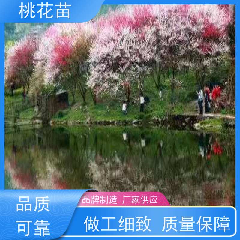 春丰苗木 8公分 欣赏桃花树苗 基地自销 适应能力强