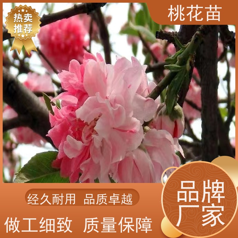 春丰苗木 品种优良 基地直供 风景桃花苗 观赏桃批发价格