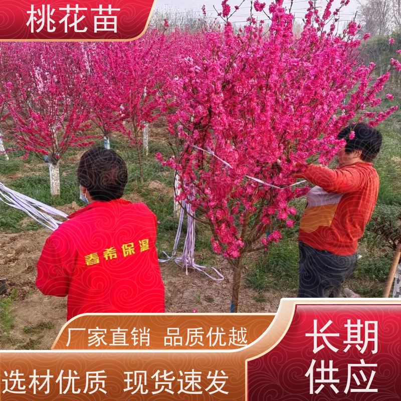 春丰苗木 提供种植技术经验 树形优美 5公分 花桃树