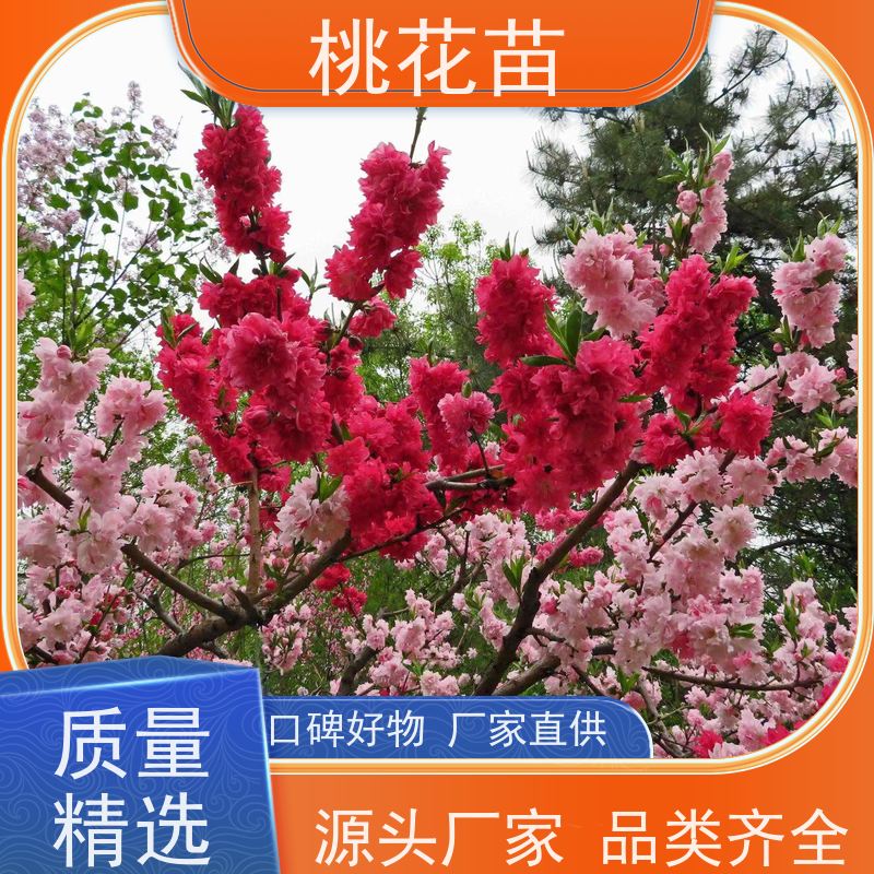 春丰苗木 花桃 树形优美 成活率高 嫁接新品种 5公分