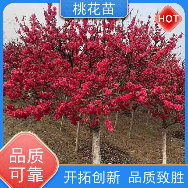 春丰苗木 2公分 适应能力强 植株健壮 观赏桃花苗子