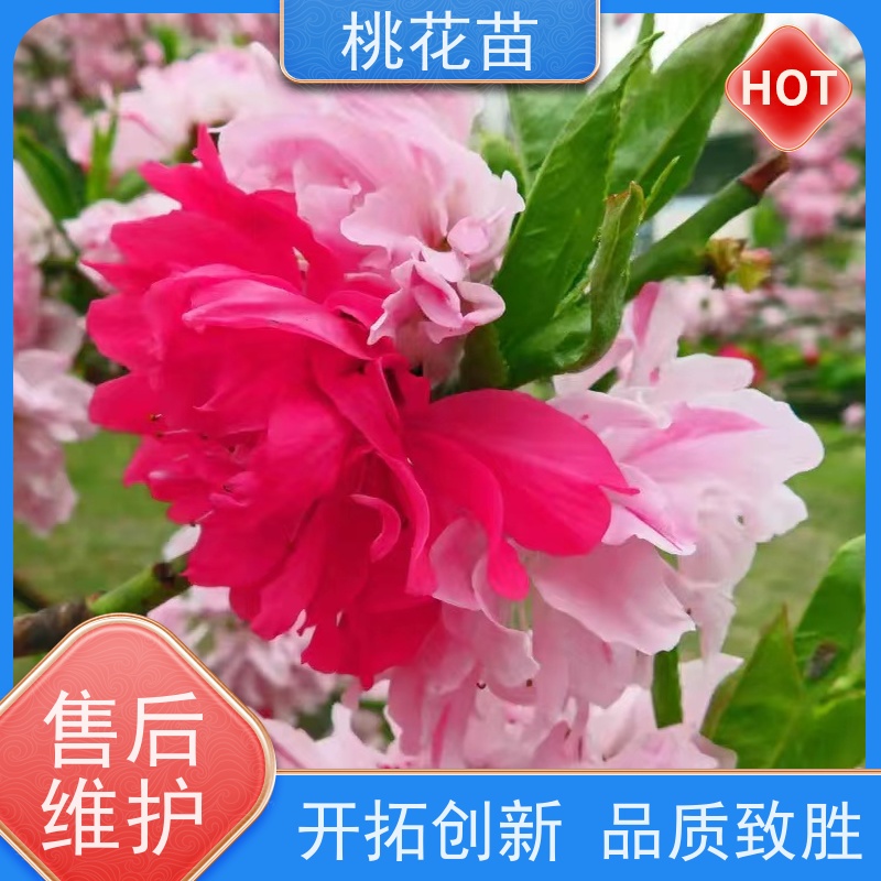春丰苗木 基地直供 7公分 观赏性桃花 适应能力强