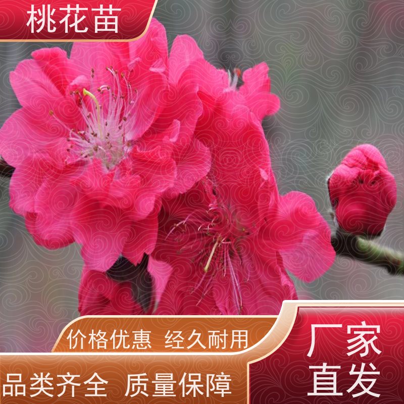 春丰苗木 植株健壮 适应能力强 8公分 观赏性桃花
