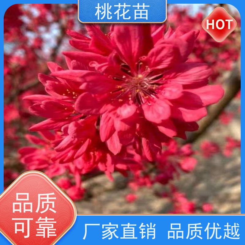 春丰苗木 树形优美 成活率高 品种多样 盆景桃花 8公分