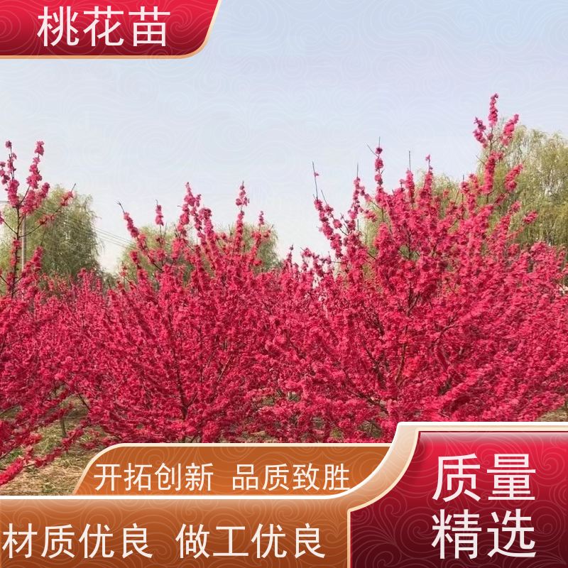 春丰苗木 寿星桃树 基地供应 提供种植技术经验 2公分