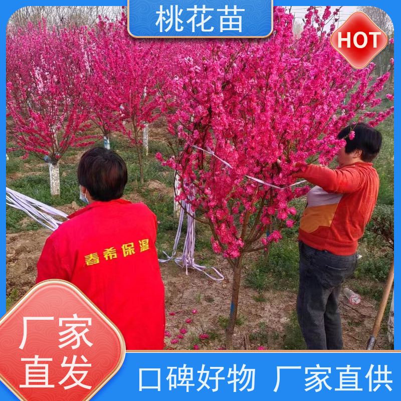 春丰苗木 基地供应 根系发达 景观桃树 观赏桃花苗批发价格