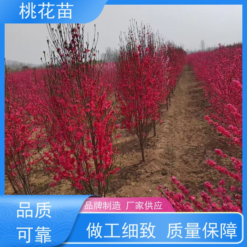 春丰苗木 景观桃花苗 树形优美 成活率高 现挖现发 5公分