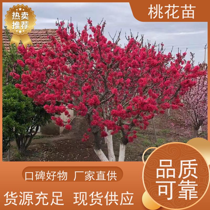 春丰苗木 桃花苗实惠 基地自销 观赏桃树苗子 7公分