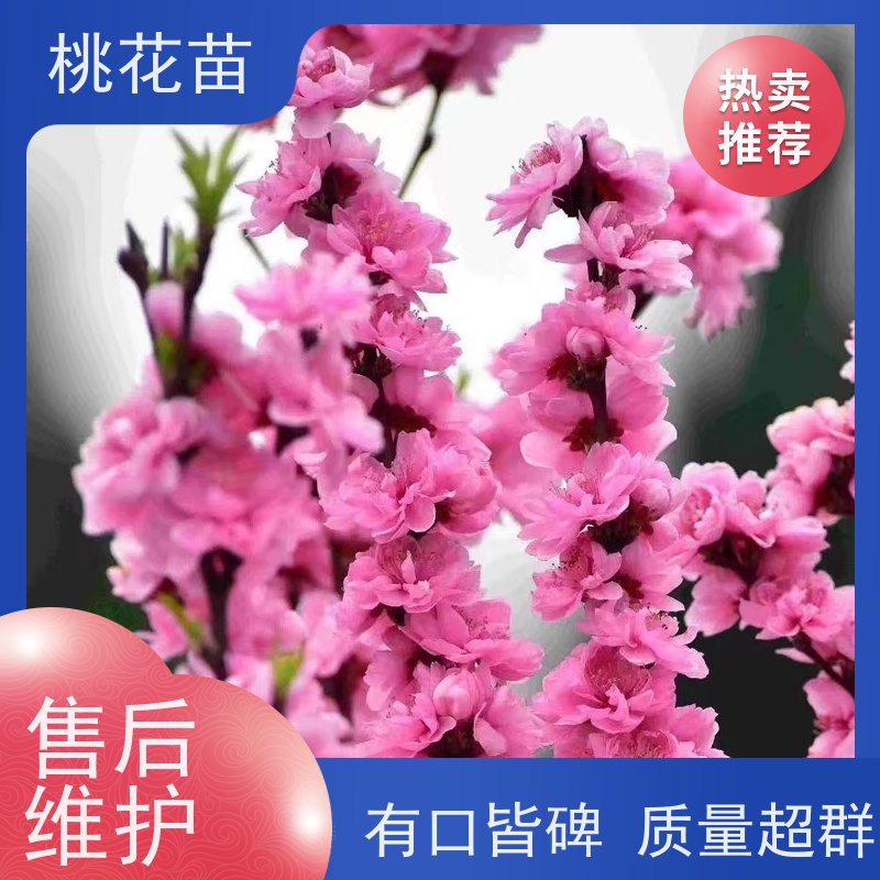 春丰苗木 基地供应 提供种植技术经验 寿星桃树 桃花树苗价格2元