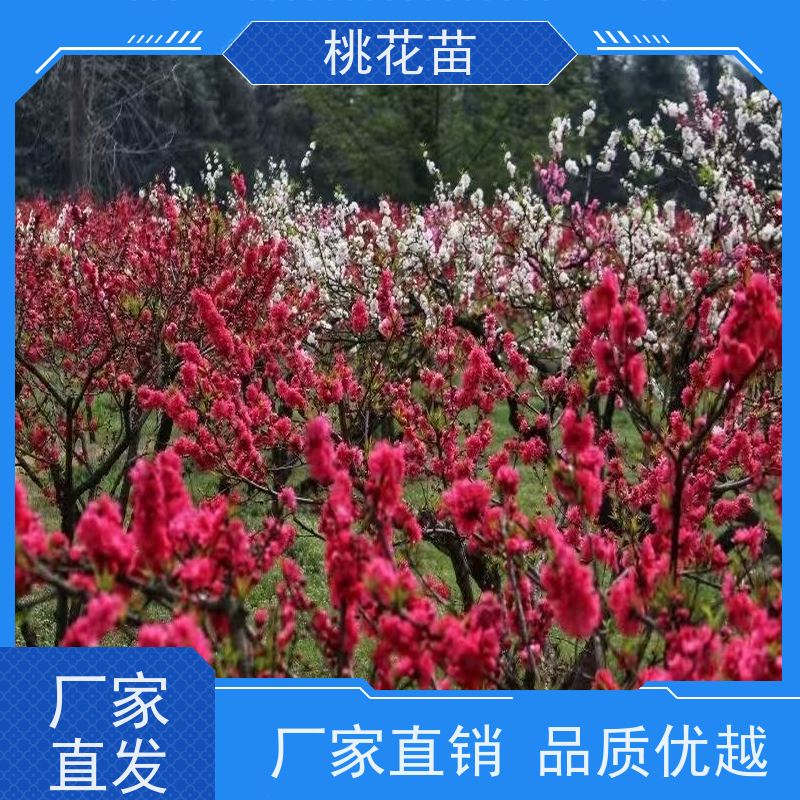 春丰苗木 8公分 观赏桃苗子 基地直供 树形优美 成活率高
