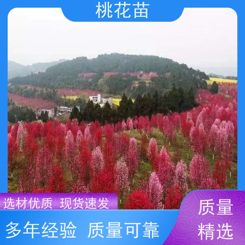 春丰苗木 根系发达 适应能力强 景观桃树苗 2公分