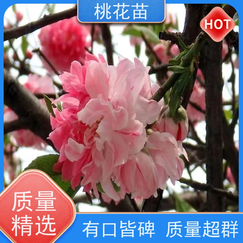 春丰苗木 2公分 观赏性桃花苗 根系发达 适应能力强