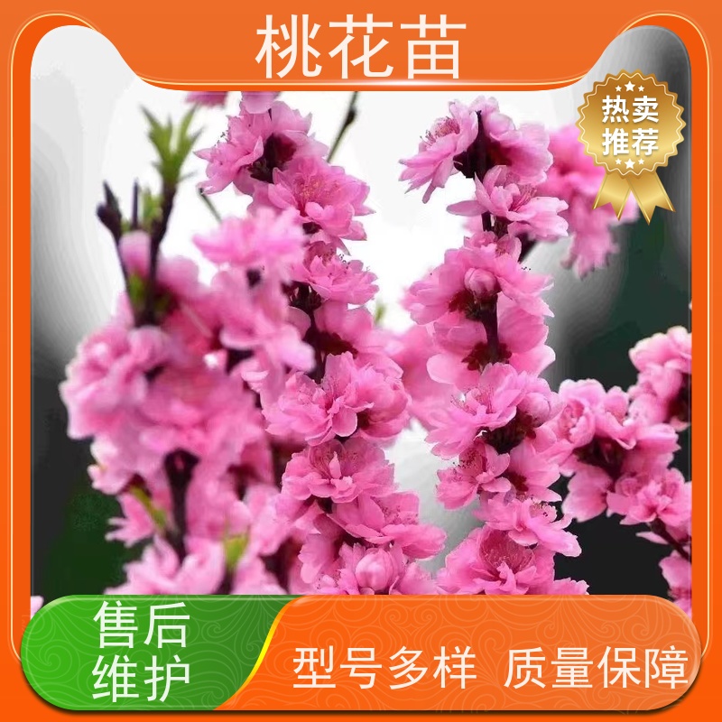 春丰苗木 7公分 品种多样 欣赏桃花苗 树形优美 成活率高