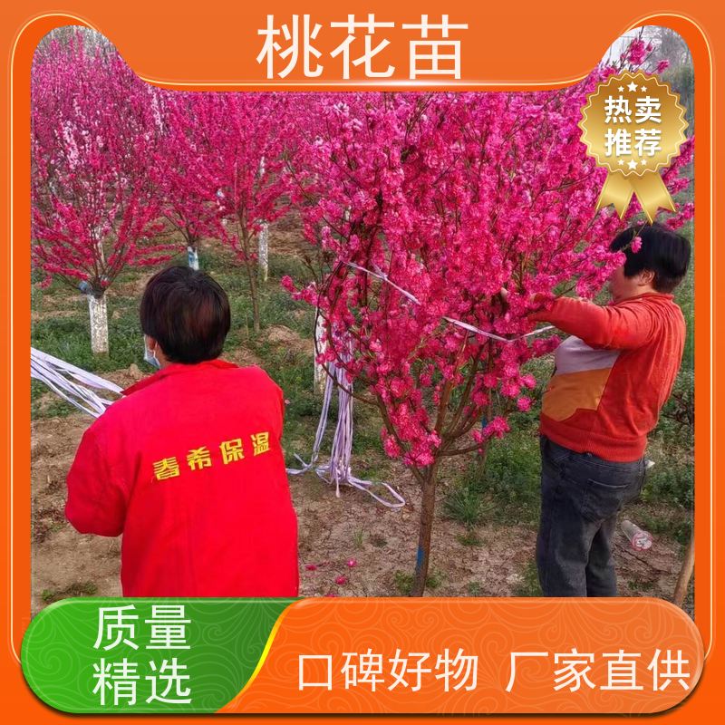 春丰苗木 提供种植技术经验 基地供应 观赏桃苗子 5公分