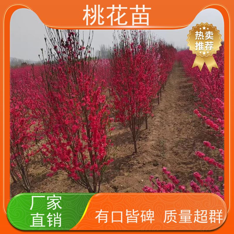 春丰苗木 2公分 桃花苗实惠 提供种植技术经验 花桃苗