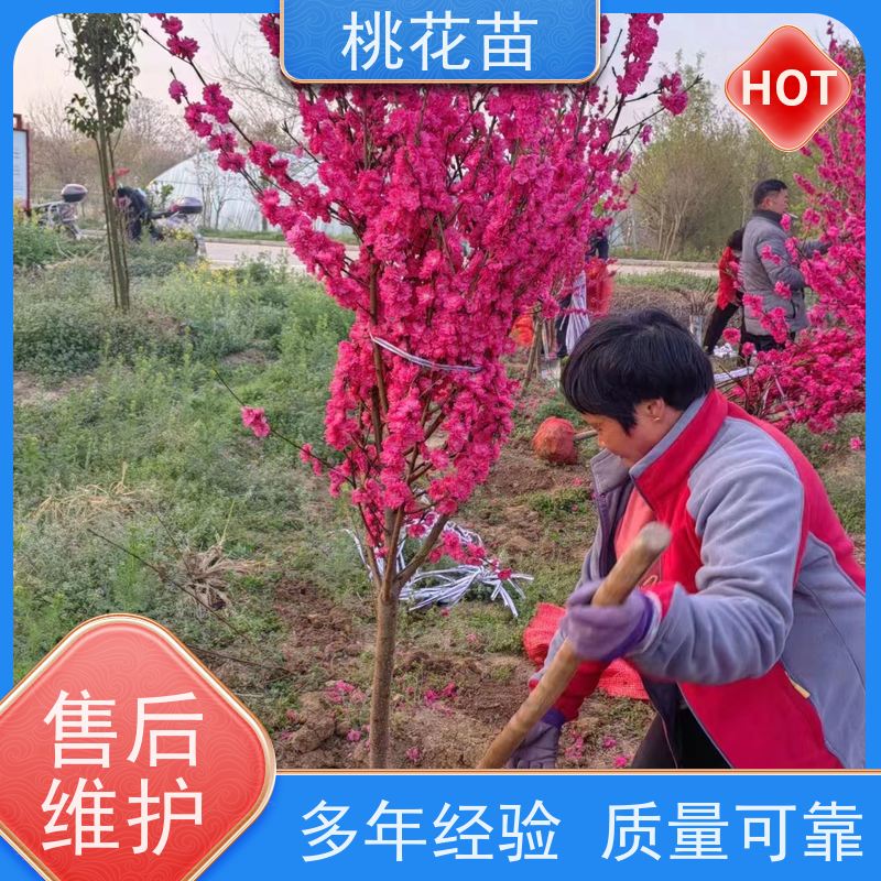 春丰苗木 品种优良 根系发达 景观桃树苗 桃花苗子批发价格