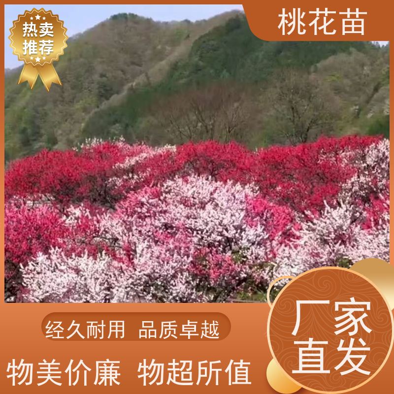 春丰苗木 盆景桃花 适应能力强 提供种植技术经验 5公分