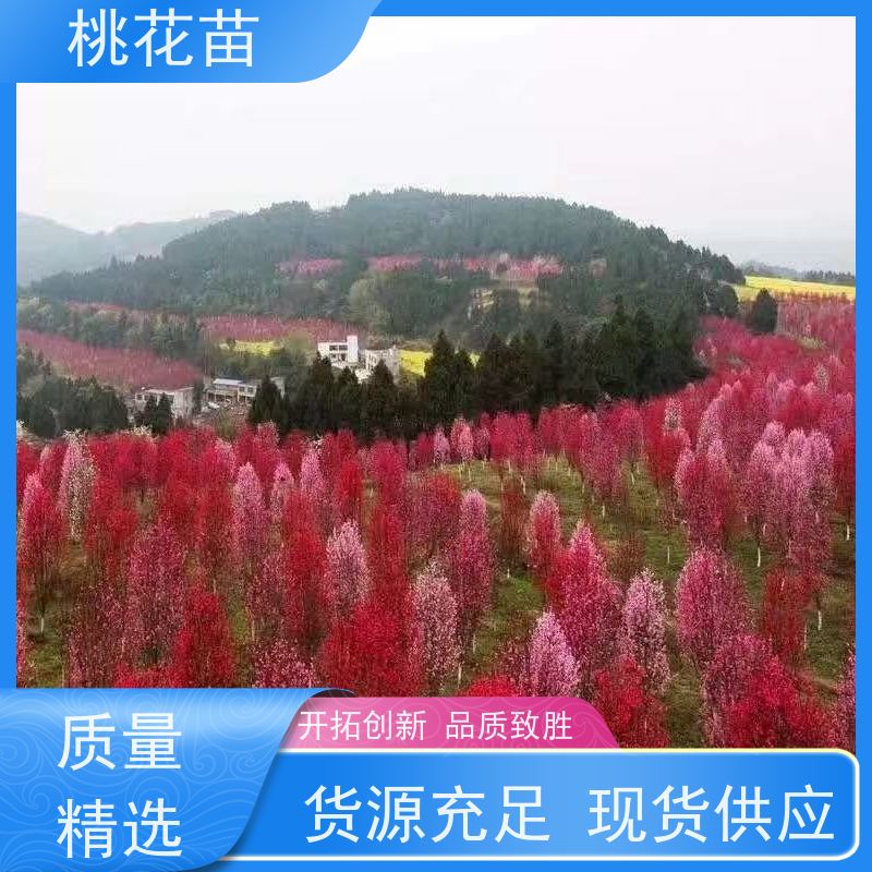 春丰苗木 景观桃花树苗 盆栽地栽 基地批发 7公分