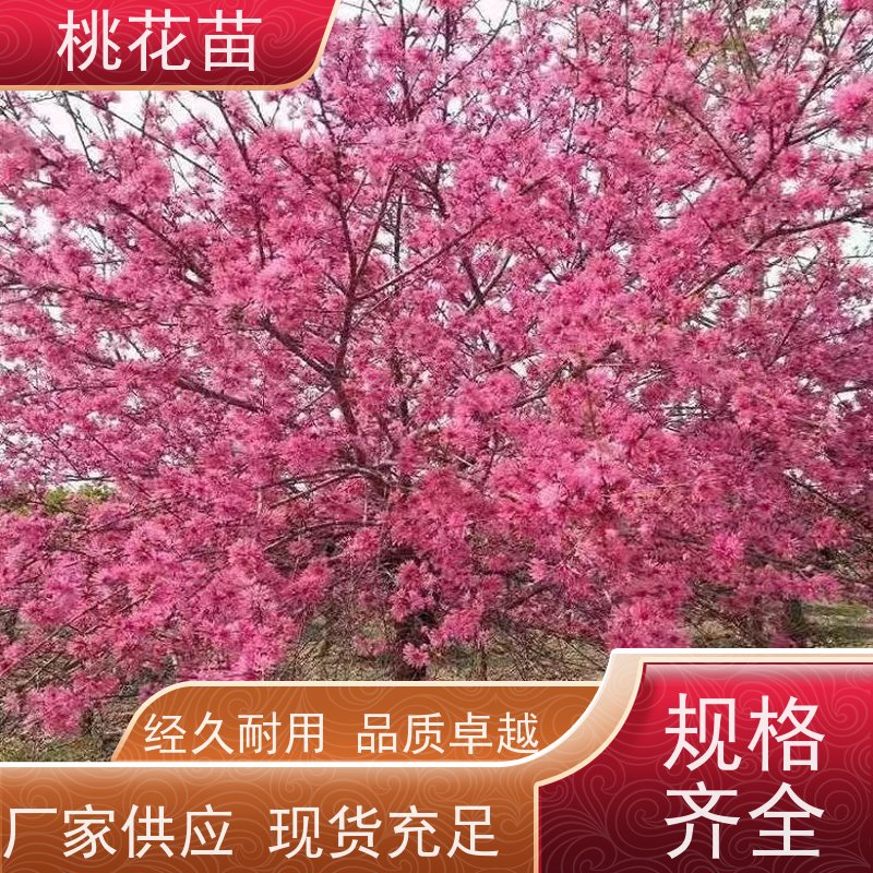 春丰苗木 观赏桃树苗子批发价格 寿星桃苗 根系发达 盆栽地栽