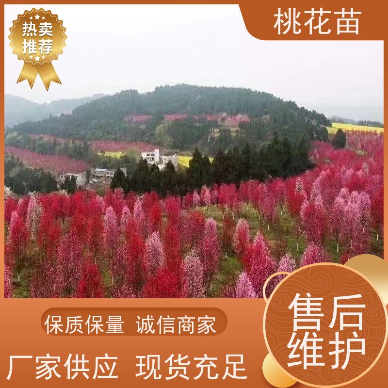 春丰苗木 根系发达 基地供应 2公分 观赏性桃花苗
