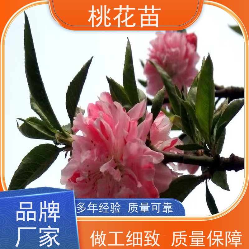 春丰苗木 基地批发 树形优美 成活率高 8公分 盆景桃花