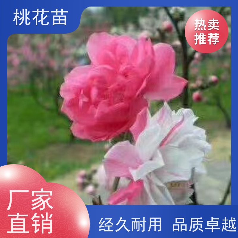 春丰苗木 现挖现发 树形优美 成活率高 景观桃花树 8公分