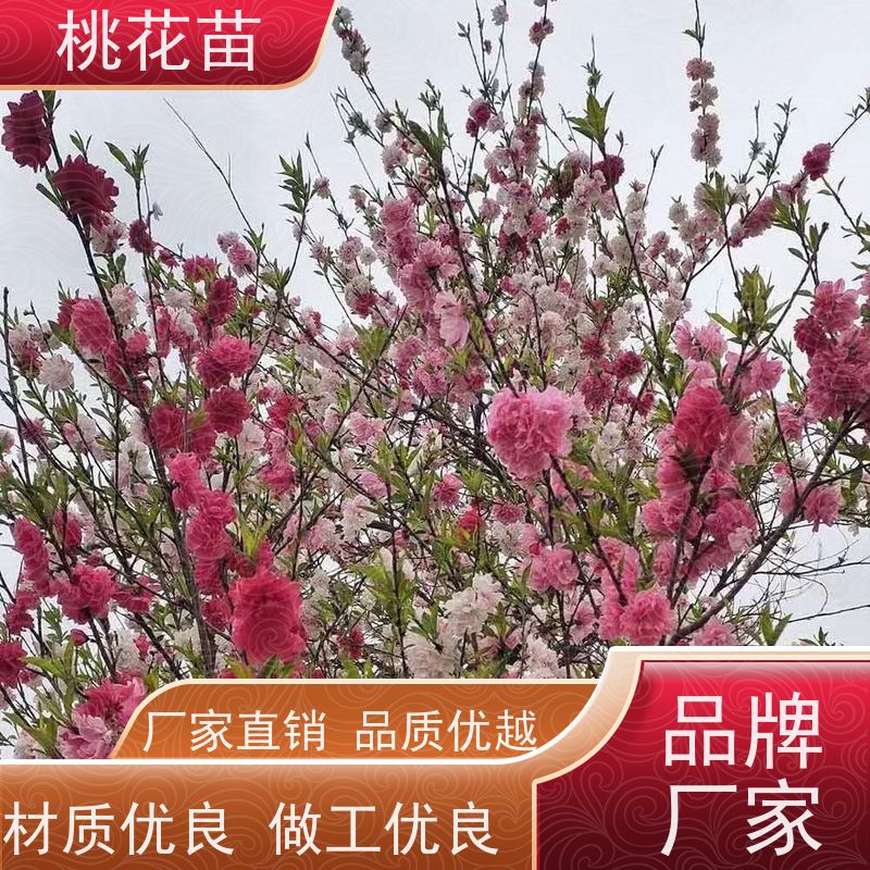 春丰苗木 基地供应 嫁接新品种 景观桃花苗 8公分