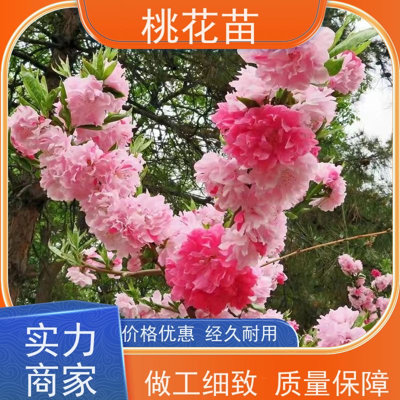 春丰苗木 适应能力强 嫁接新品种 景观桃花 7公分