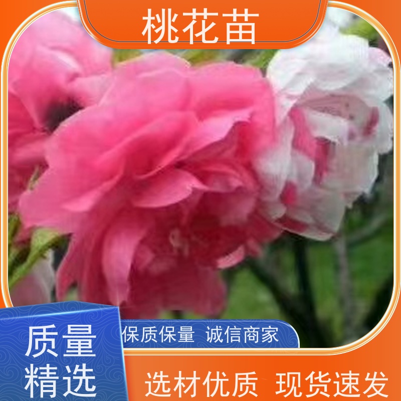 春丰苗木 提供种植技术经验 树形优美 成活率高 观赏桃树苗批发价格
