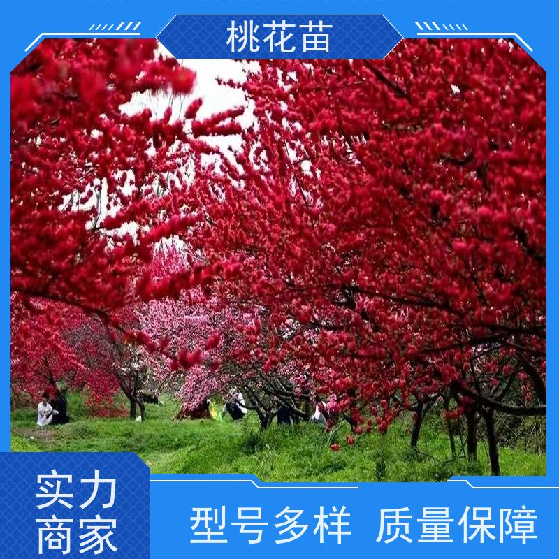 春丰苗木 嫁接新品种 景观桃花树苗 适应能力强 5公分