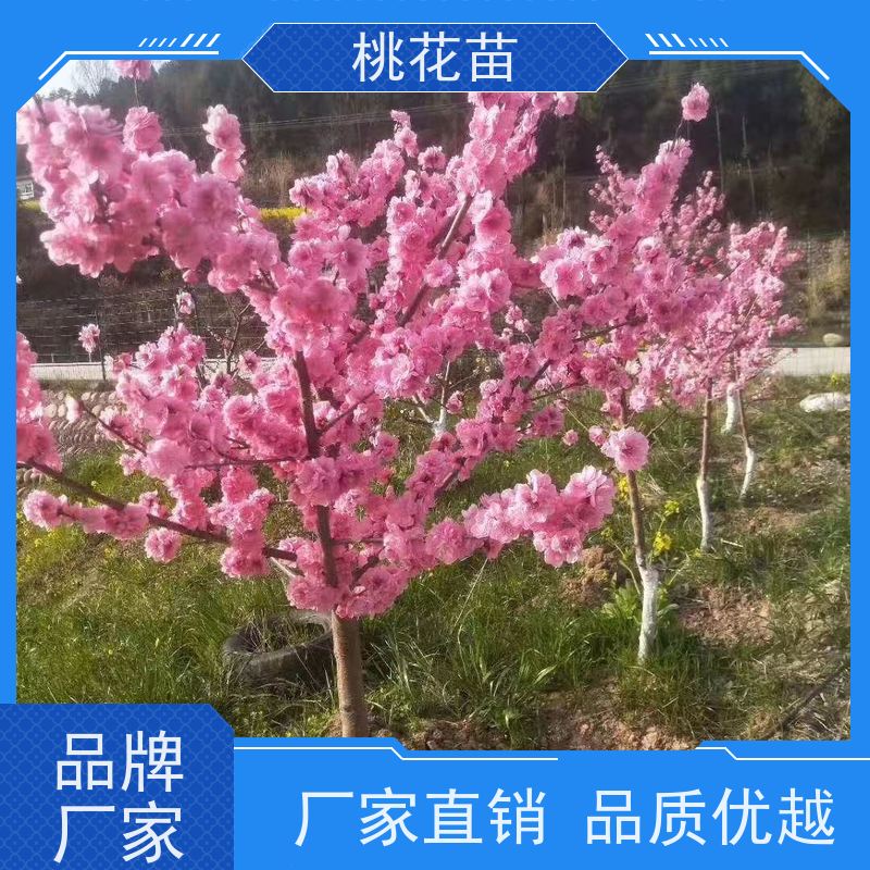 春丰苗木 7公分 适应能力强 规格齐全 观赏桃花树