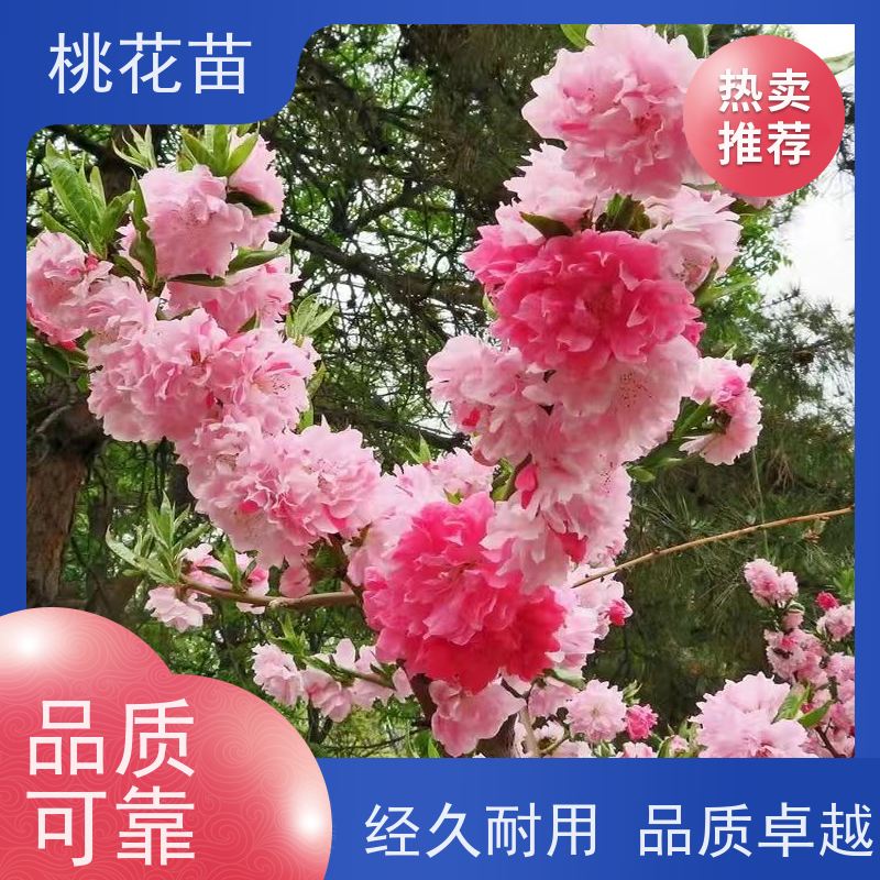 春丰苗木 嫁接新品种 基地供应 7公分 观赏性桃花苗