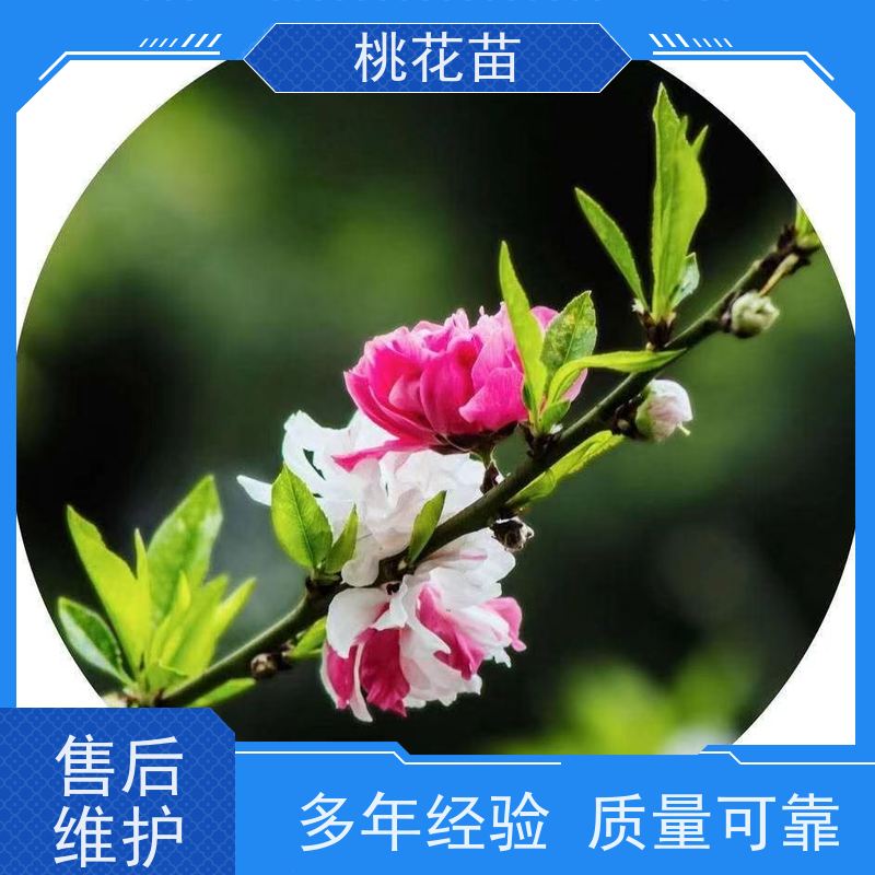 春丰苗木 5公分 植株健壮 欣赏桃花 树形优美 成活率高