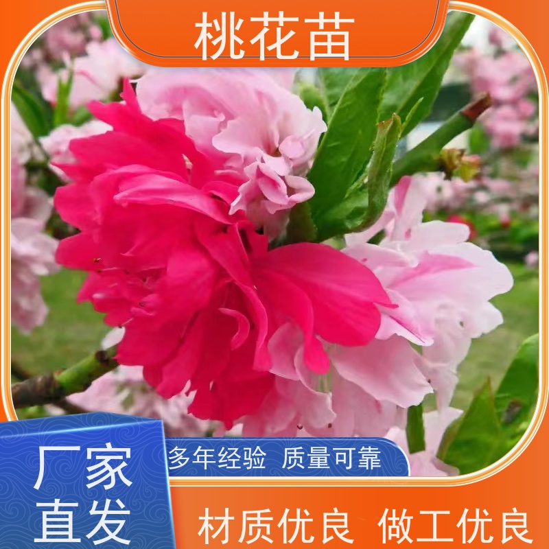 春丰苗木 品种优良 提供种植技术经验 花桃苗子 7公分
