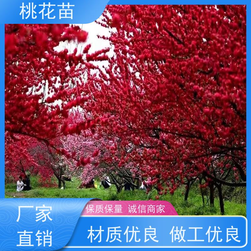 春丰苗木 适应能力强 桃苗批发价格 基地自销 景观桃花