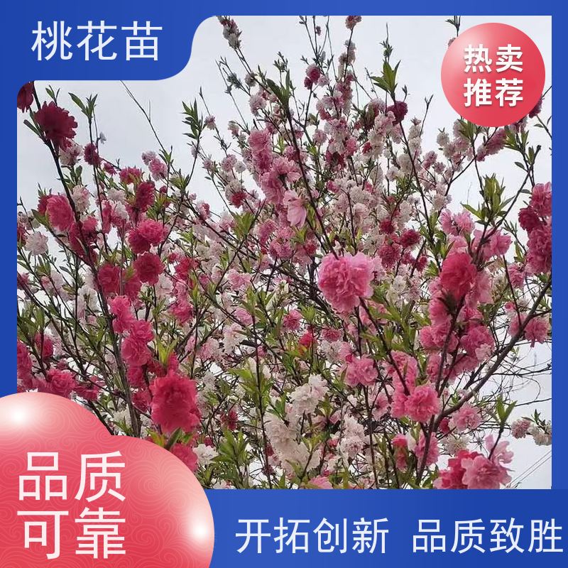 春丰苗木 8公分 嫁接新品种 风景桃花苗 盆栽地栽